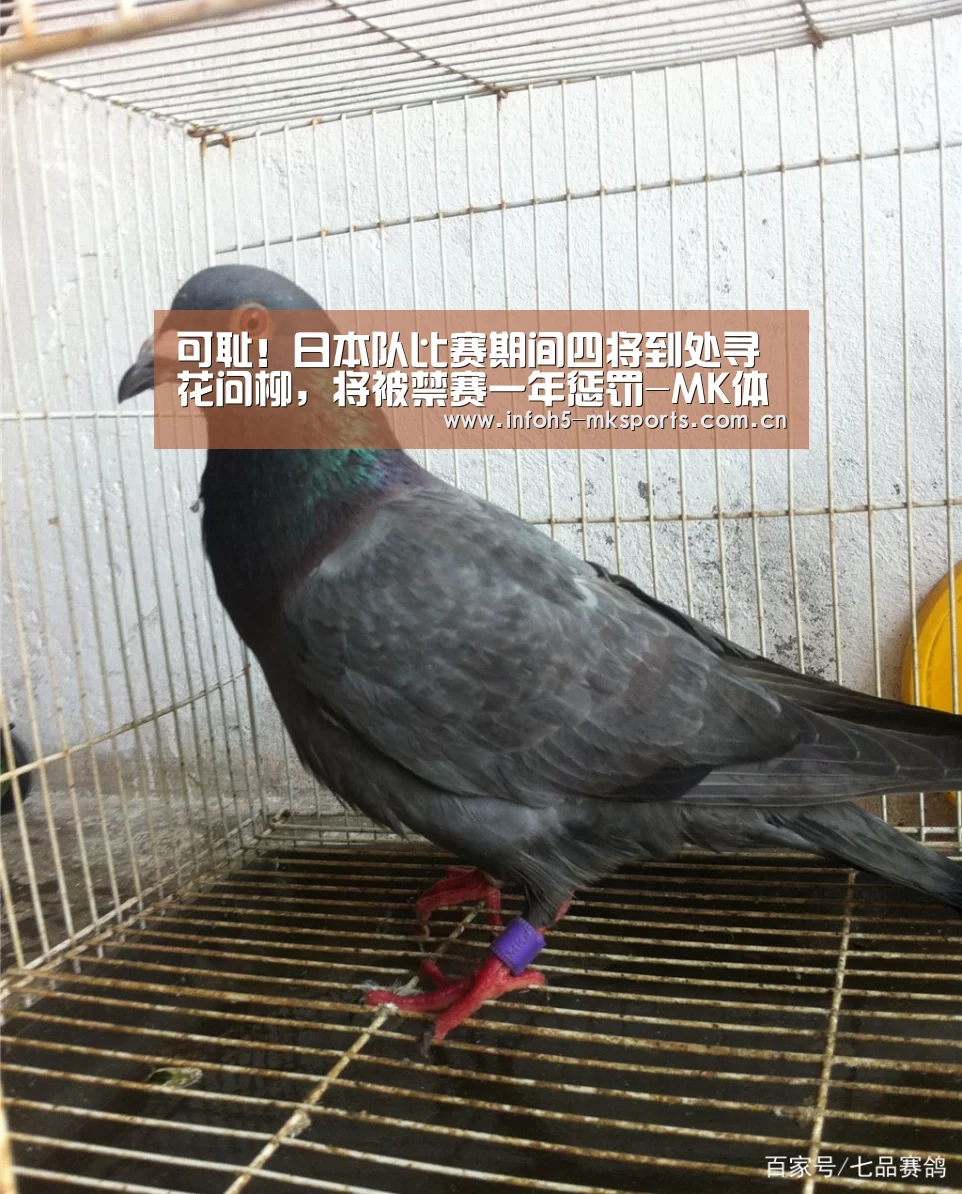 可耻!日本队比赛期间四将到处寻花问柳,将被禁赛一年惩罚-MK体育官方网站(图2) MK体育下载